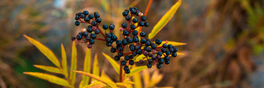 Does Elderberry Help Support Immune Health?