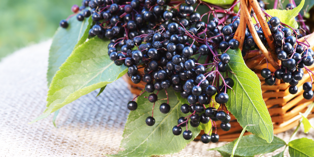 How Elderberry May Offer Immune Support This Winter
